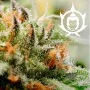 BUDDHA ASSORTED AUTO FEMINIZED